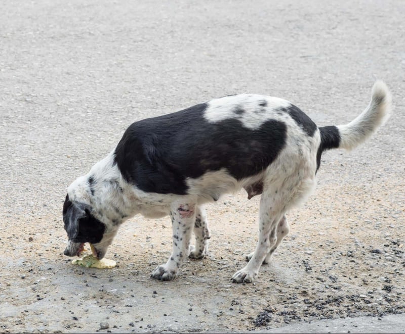 Dog playing with a ball on a gravel surface, outdoor, pet activity, dog fun, playful dog.