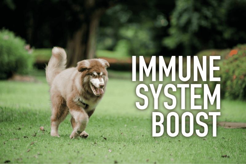 Dog running in a park promotes a strong immune system and overall health.