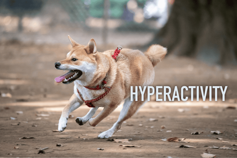 Playful dog in motion at park illustrating hyperactivity issues in dogs.