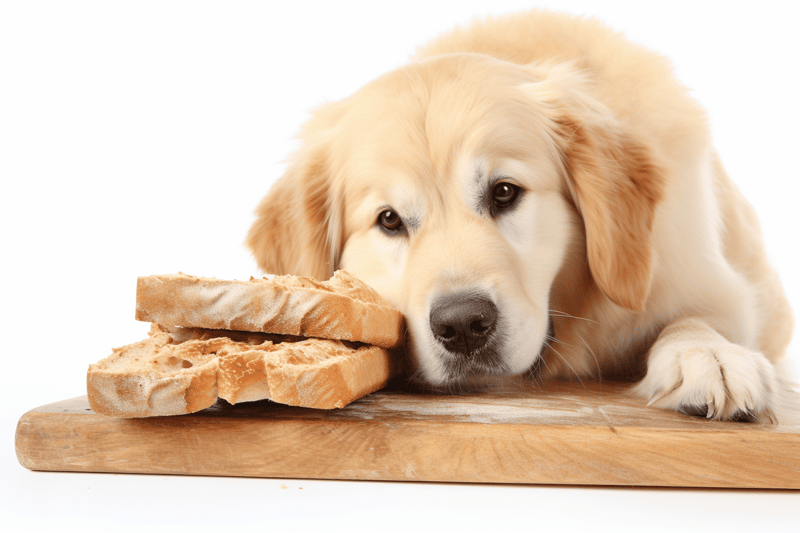 Dog, bread, puppy, food, treats, snack, loaf, pet, sitting, laying, resting, adorable, cute, happy, wellness, health, nutrition, comfort, cuteness, domestic, home, lifestyle.