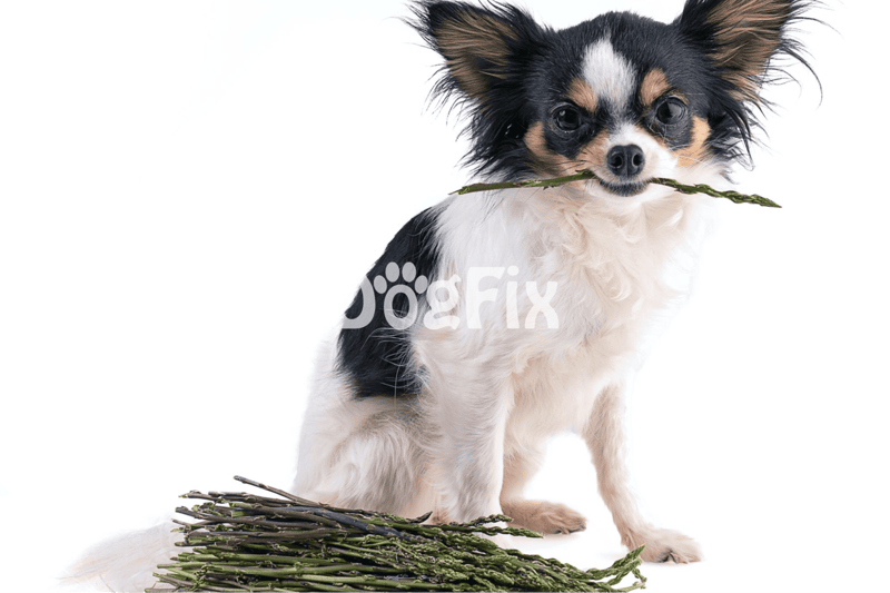 Is Raw Asparagus Safe for Dogs