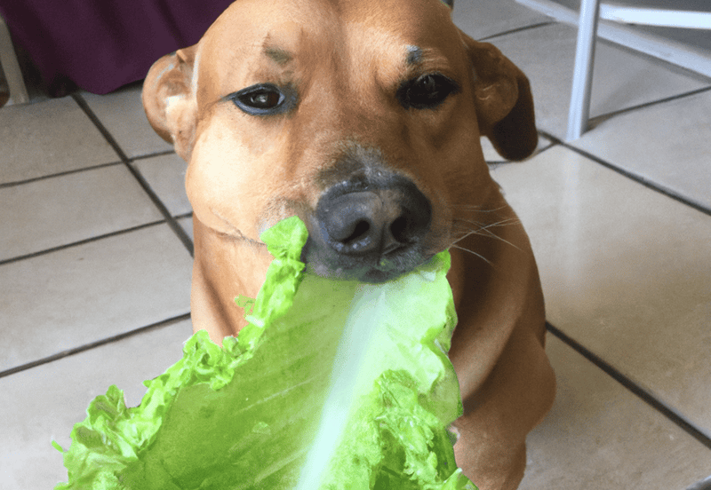 Is it Really Cool for Dogs to Munch on Romaine