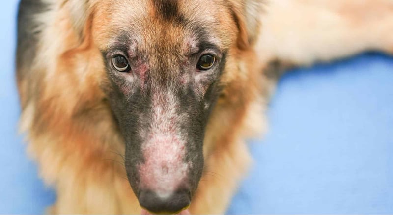 Dog rescue dog with scars and wounds, undergoing treatment for health and recovery.