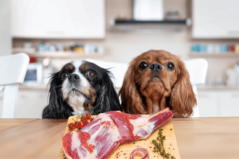 Is lamb meat safe for dogs