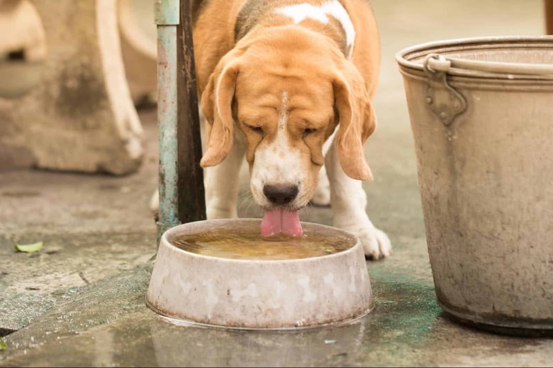 Close-up of a playful puppy lapping water from a ceramic dog bowl outdoors.