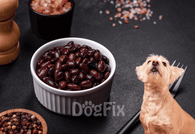 Dog food beans with a small dog looking up.