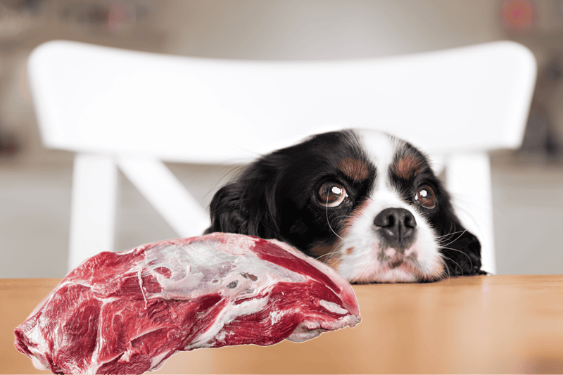 Adorable puppy resting near raw meat on table, pet diet, fresh meat, dog food, veterinarian.