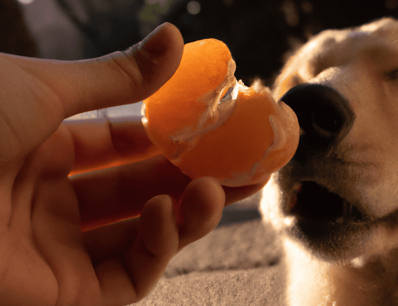 Dog eating a peach from a person's hand outdoors.