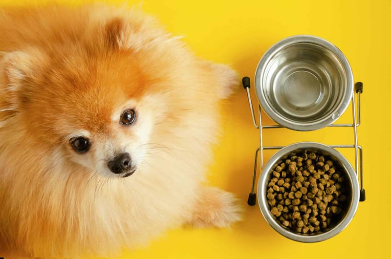 Dog bowl with dry kibble and water on yellow background.