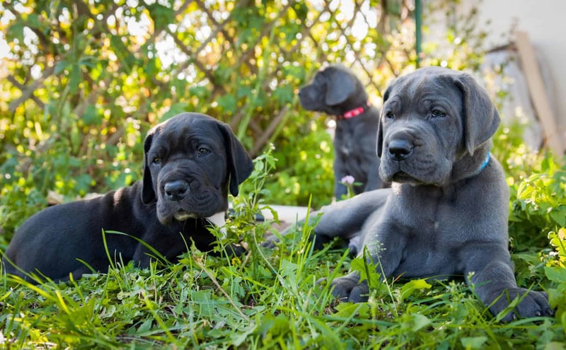 Adorable black and gray puppy dogs lying on green grass outdoors.