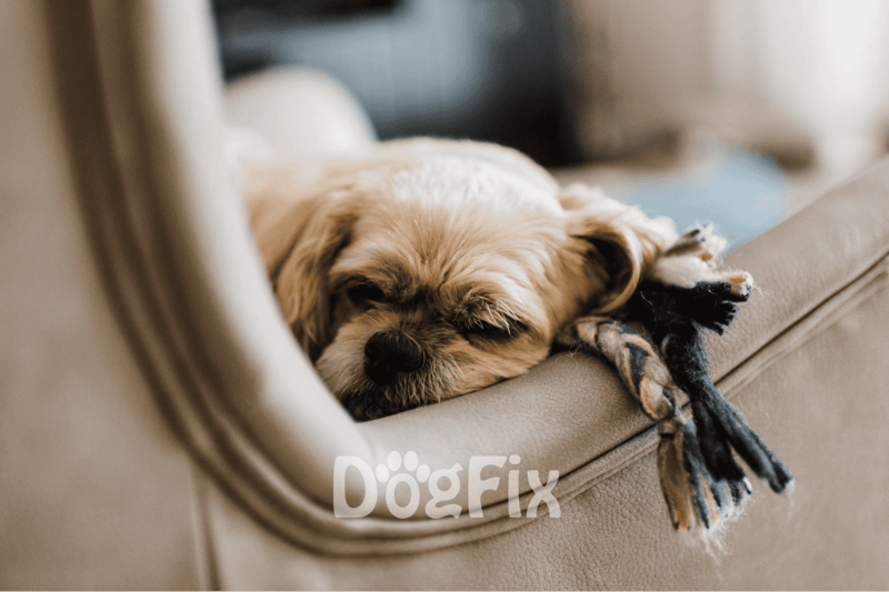 Soft-furred dog peacefully resting on a beige couch.