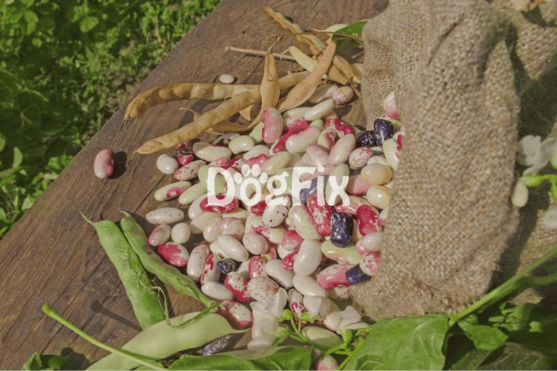 Full of colorful beans and fresh herbs on rustic wooden planks for healthy dog treats.