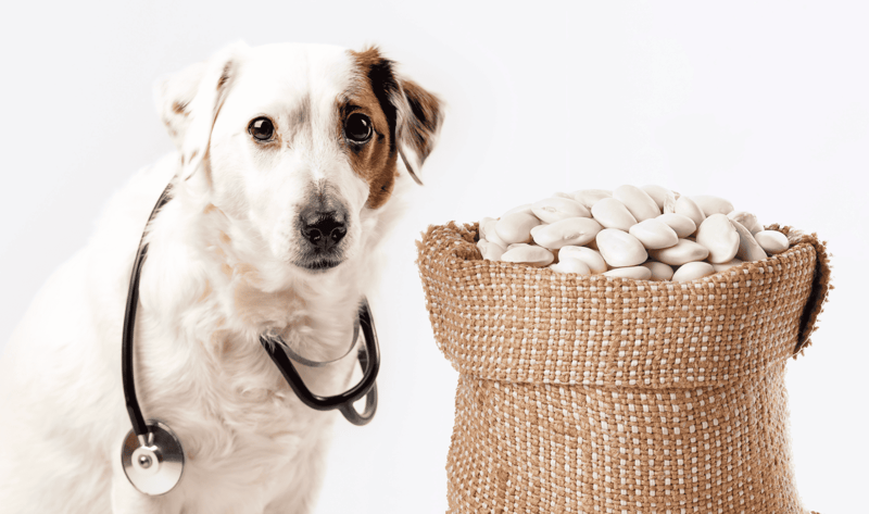 Dog with stethoscope and health supplements for pets.
