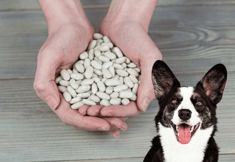 Alt text: Hands holding white dog treats with happy black and white dog in foreground.