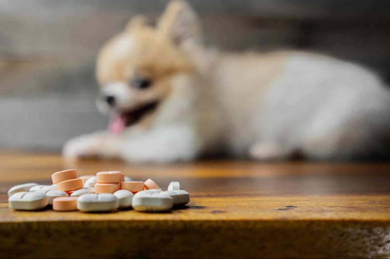 Adorable puppy excitedly reaching for pills on a rustic wooden table.