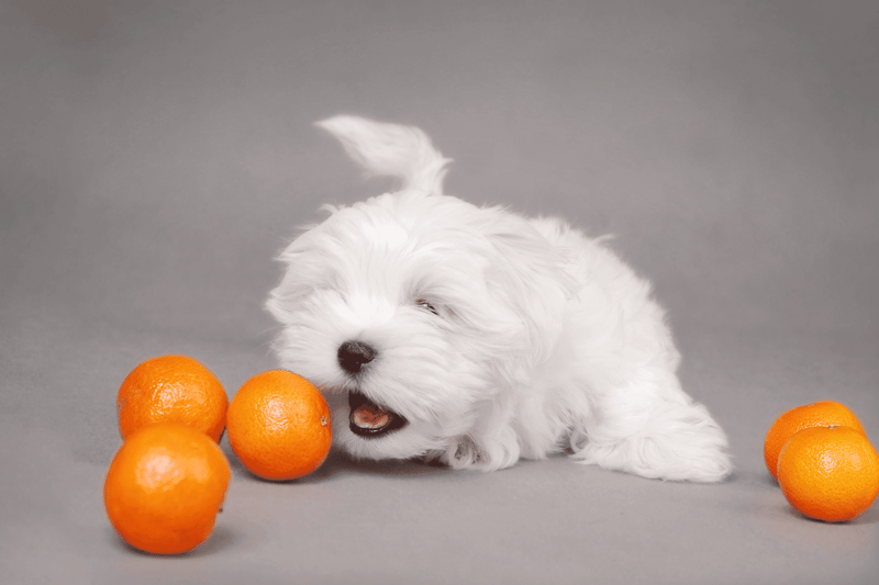 Mandarins Can dogs have 'em