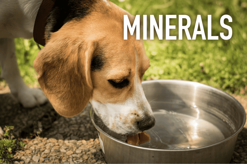 Dog mineral supplement for healthy dogs and increased energy levels.