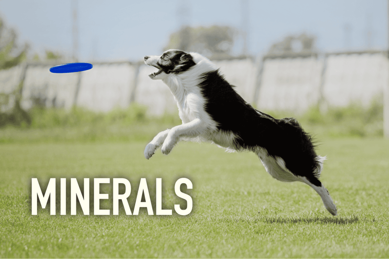 High-energy Border Collie catching a frisbee outdoors for dog agility and training enthusiasts.