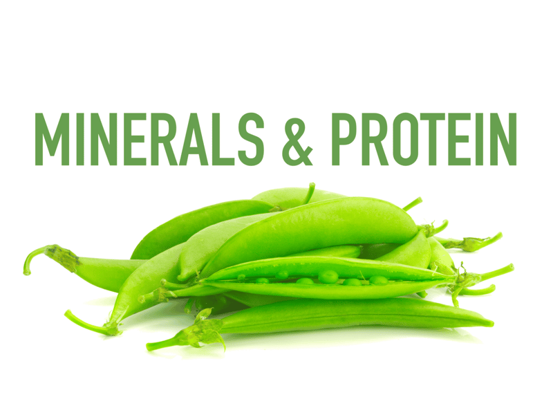 Healthy beans rich in minerals and proteins ideal for dog diet supplements.