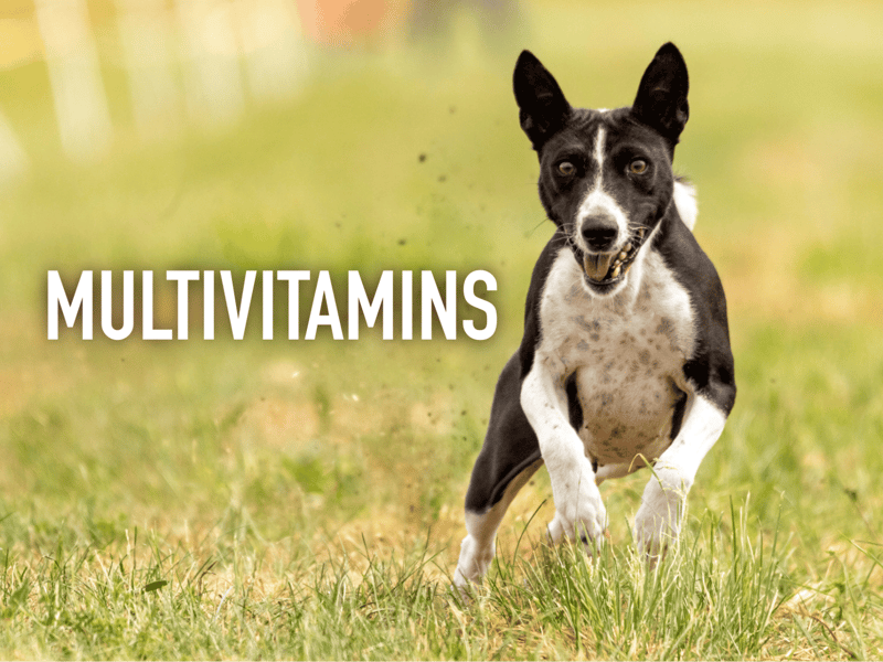 Bright, energetic dog running in grass, showing vitality and health.