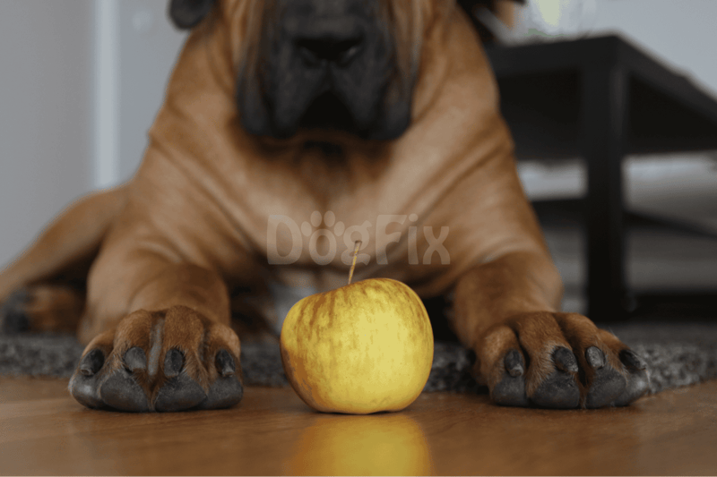 Dog lying on floor with apple, highlighting pet care and nutrition.