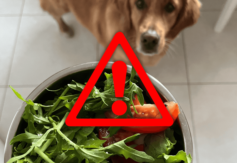 Close-up of a dog looking at a bowl of mixed greens and vegetables with a red warning triangle overlay.