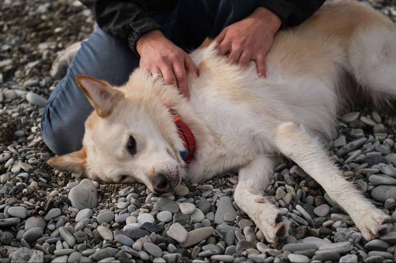 Adorable dog relaxing on rocky beach, enjoying comforting owner touch, outdoor pet care scene.