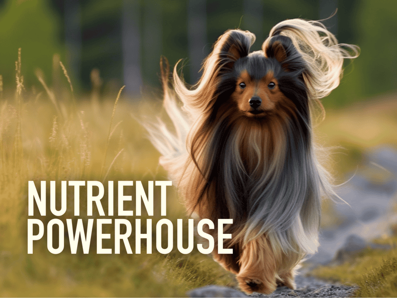 Well-groomed Shetland Sheepdog running outdoors, highlighting pet health and nutrition.