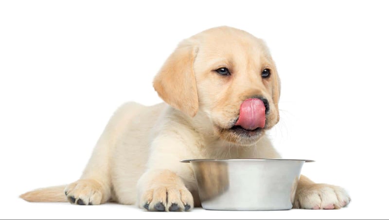 Cute Labrador puppy licking its nose with a food bowl in front, displaying adorable and playful pet moments.
