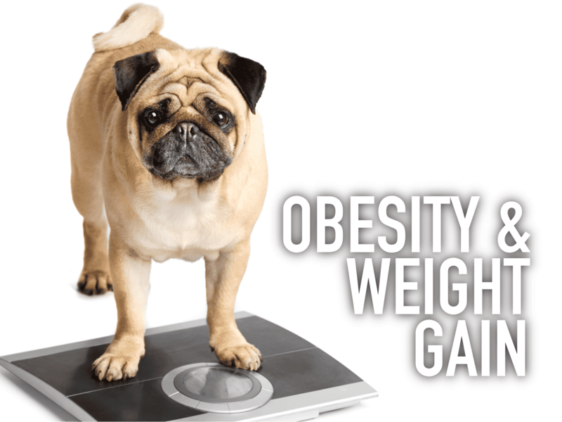 Photo of a pug on a weighing scale.