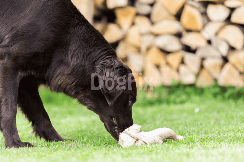 Dog playing with a chew toy on a grassy lawn with a woodpile background.