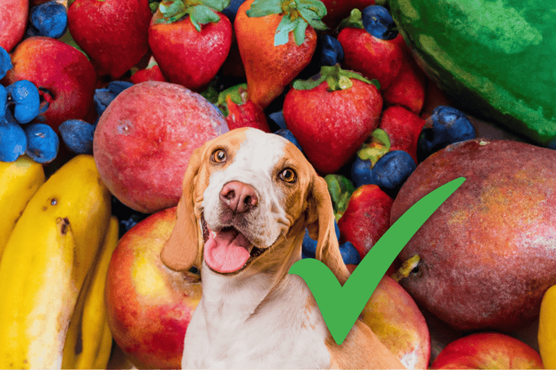 Healthy dog food, fresh fruits for pets, veterinarian-approved treats.