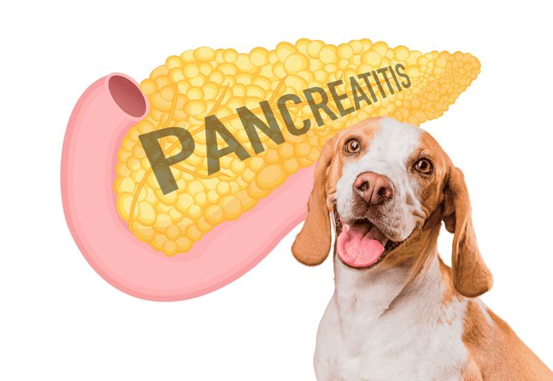 Dog health and pancreatitis risk associated with high-fat diets and obesity. Proper care can prevent serious health issues in dogs.