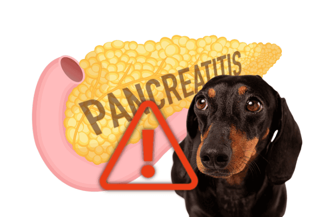 Dog warning signs pancreatitis in dogs.