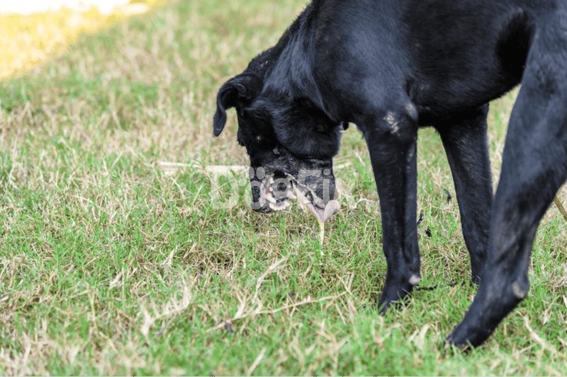 Cute black dog playing and sniffing grass outdoors in a lush green field for pet companionship.