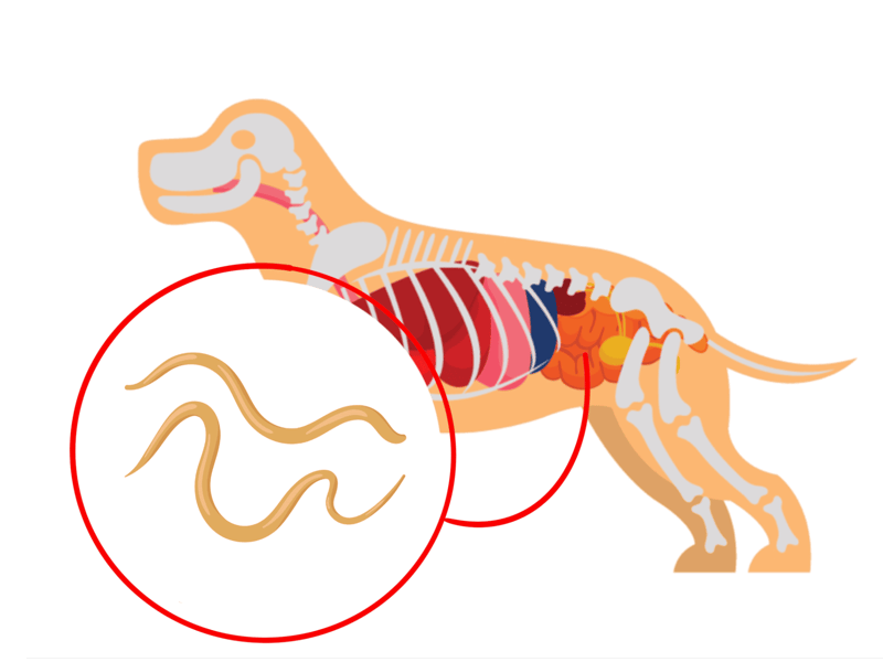 Illustration of a dog's digestive system highlighting intestinal parasites and health issues.