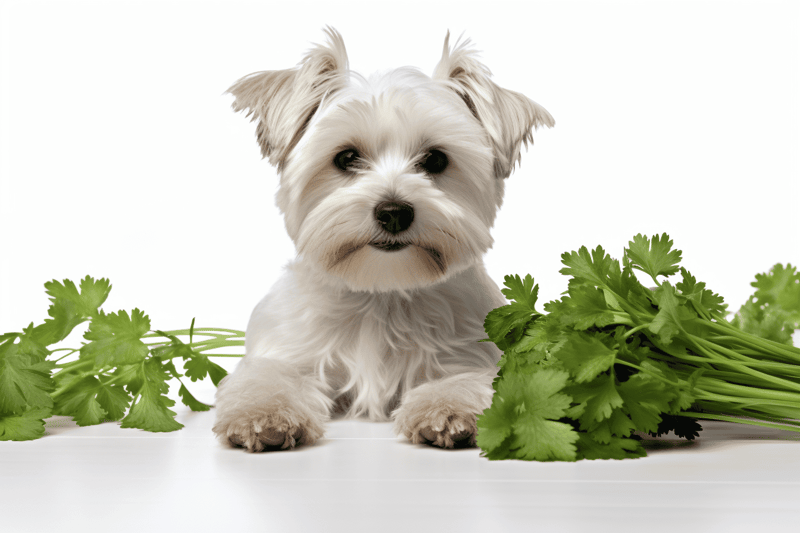 Adorable dog lying with fresh cilantro leaves on a white background, perfect for pet care and dog health content.