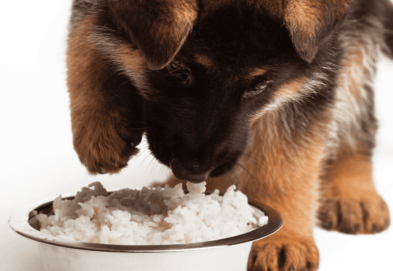 Adorable puppy eating rice from a silver bowl, showcasing healthy pet food options.