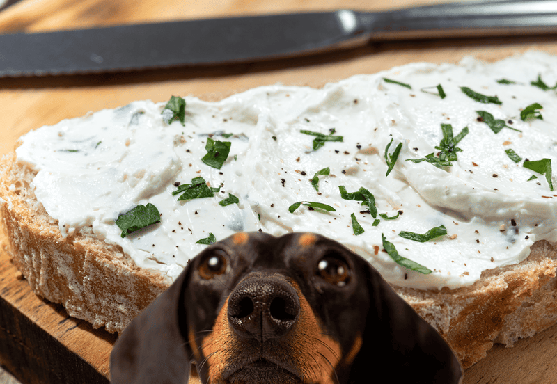 Dog lying under a slice of bread with cream cheese, showcasing pet-friendly snack options.
