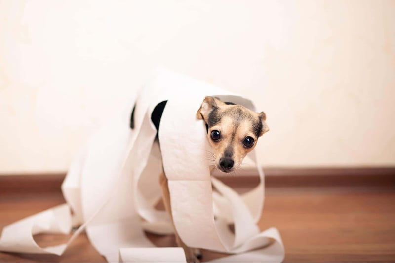 Adorable puppy peeking through torn toilet paper roll, perfect for dog care and pet safety content.