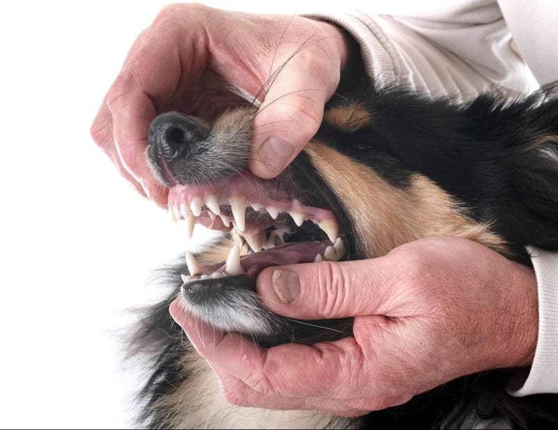 Close-up of dog being examined for dental health, highlighting the importance of pet oral care.