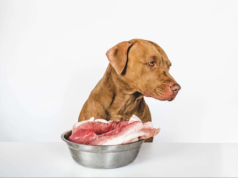 Dog with raw meat in stainless steel bowl, emphasizing dog nutrition.