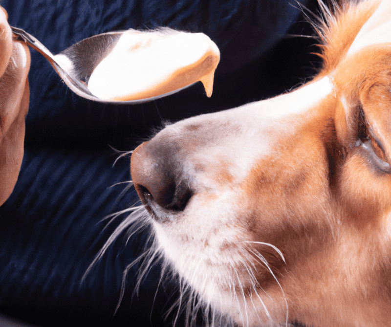 Healthy dog food feeding scene with a close-up of a dog's face and a spoon of food.
