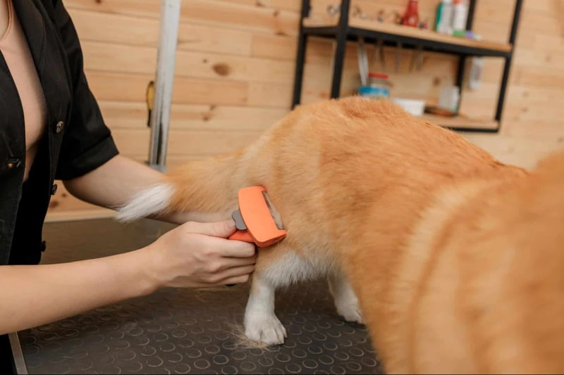 Dog grooming, pet care, dog health, professional grooming services.