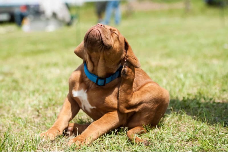 Dog with blue collar scratching ear outdoors.