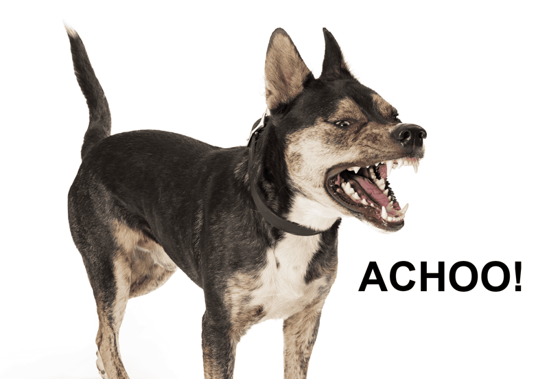 High-energy dog showing aggression and barking behavior.