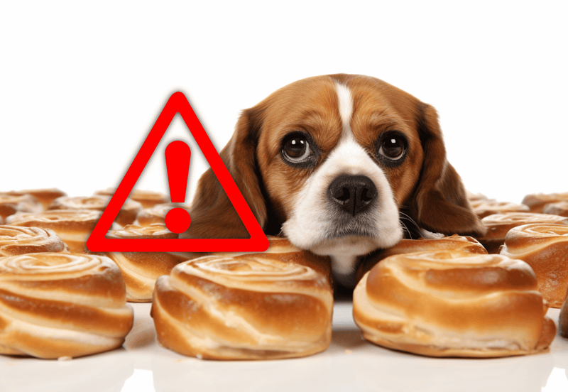 Beware of toxic foods; avoid giving your dog sweet treats or human food.