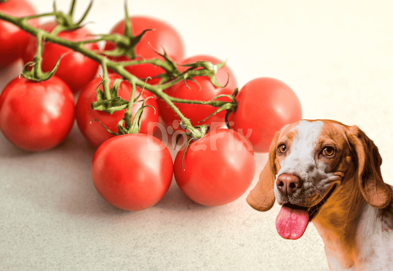 Vibrant red tomatoes on the vine with a happy dog in the background.
