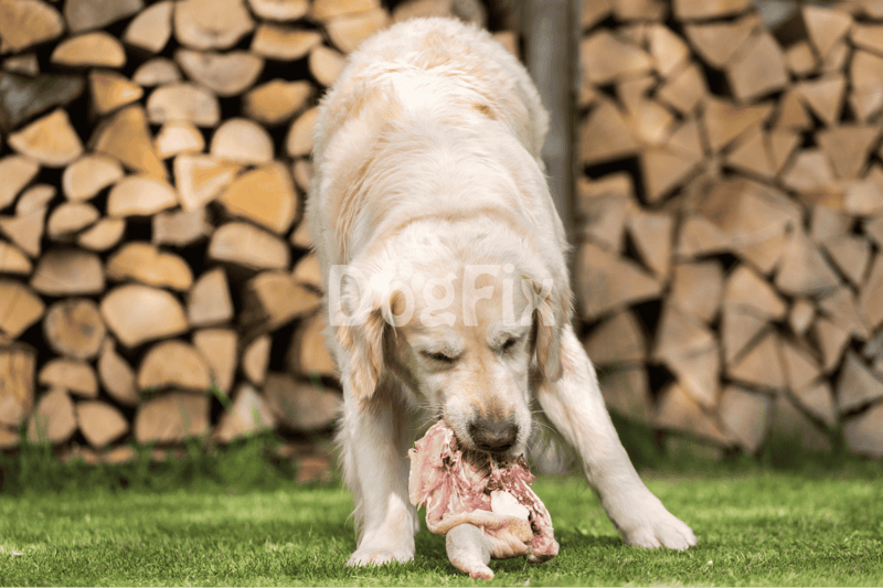 Potential Health Risks for Dogs Eating Raw Chicken