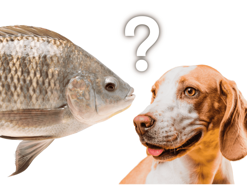 Potential Health Risks of Feeding Tilapia to Dogs